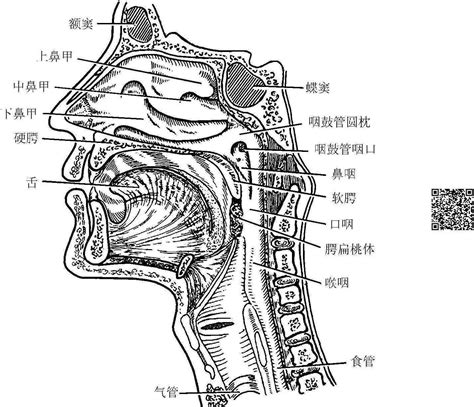 咽喉位置|咽喉结构图